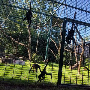 Brown headed Spider Monkeys in their Enclosure