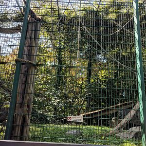 White handed Gibbon Enclosure