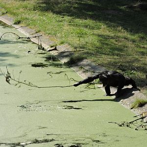 Chimp fishing