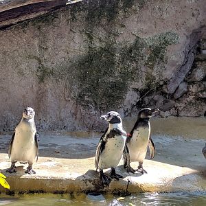 Humboldt Penguins