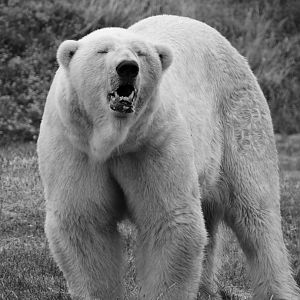 Polar Bear