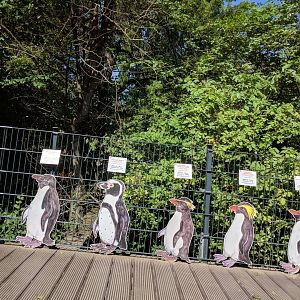 Penguins of the World