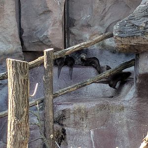 Asian small clawed Otters