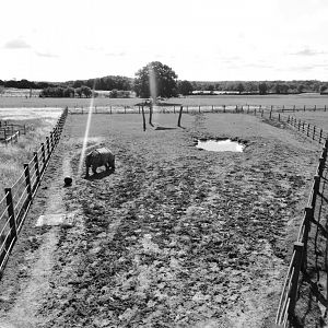 Indian Rhino Paddock