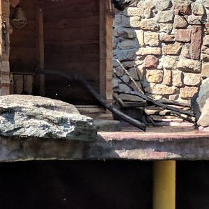 Asian small clawed Otter Enclosure