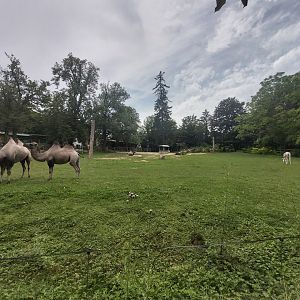 Bactrian camel & kulan enclosure