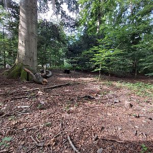 Arctic fox enclosure