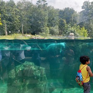 Polar bear first enclosure - Underwater view