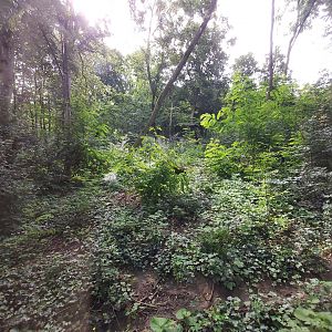 Carpathian lynx enclosure