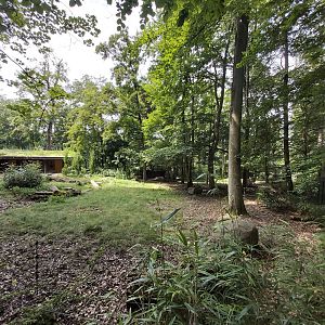 Okapi first enclosure (the second is hidden from the visitors)