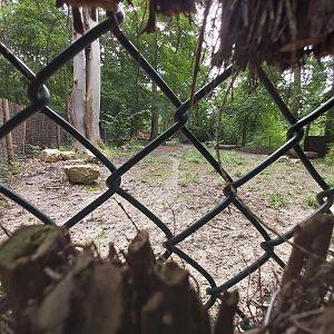 Okapi first enclosure (the second is hidden from the visitors)