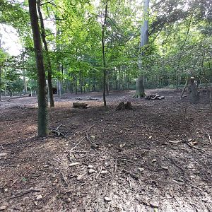 Bactrian deer enclosure