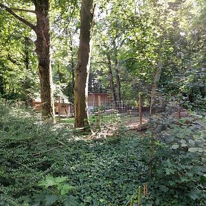 Eastern bongo & Southern ground hornbill enclosure (wooded part)