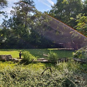 Eastern bongo & Southern ground hornbill enclosure