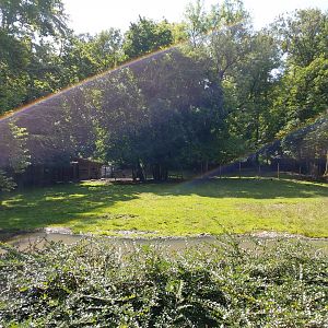Eastern bongo & Southern ground hornbill enclosure