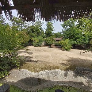 Grevy's zebra enclosure