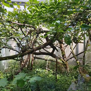 Typical outdoor aviary for callithrichid - Petite Amazonie