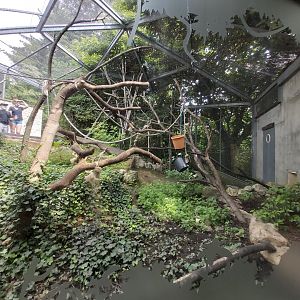 White-faced saki & Southern three-banded armadillo outdoor aviary - Petite Amazonie