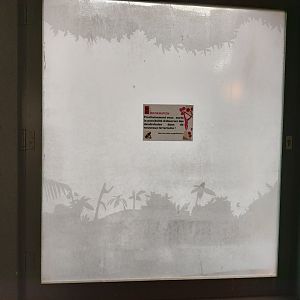 Dart frog terrarium in construction - Petite Amazonie