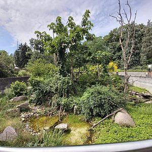 Red titi, golden-headed lion tamarin & cotton-top tamarin enclosure - Petite Amazonie