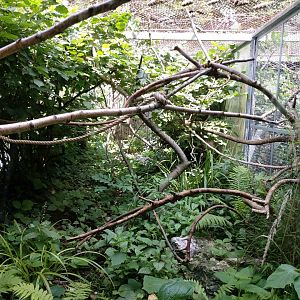 Cotton-top tamarin outdoor aviary - Singerie