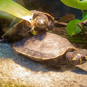 Juvenile yellow-spotted river turtles (Podocnemis unifilis)
