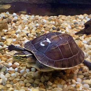 Juvenile Malayan box turtle (Cuora amboinensis)