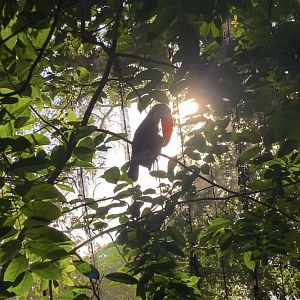 Toco Toucan Silhouette