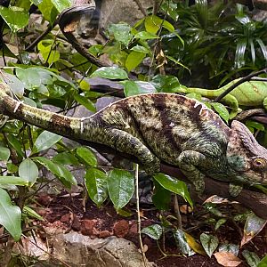 Male Parson’s chameleon (Calumma parsonii) / orange-eyed variant