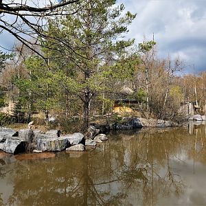 White-handed gibbon enclosure