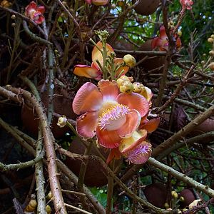 Cannon-ball tree (Couroupita guianensis)