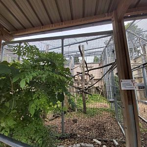 Typical monkey aviary - Singerie