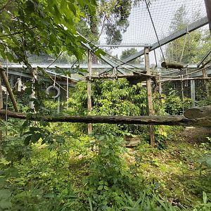 Colombian black spider monkey aviary - Singerie