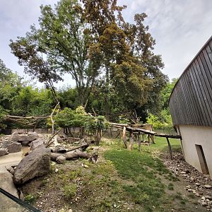 Red panda, Asian small-clawed otter and Reeves' muntjac enclosure