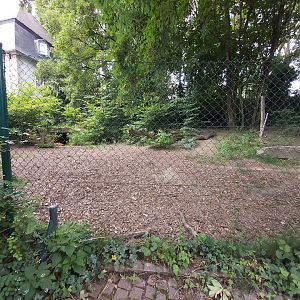 Maned wolf enclosure