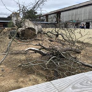 Black-tailed Prairie Dog Enclosure at Northumberland Country Zoo (September 2021)