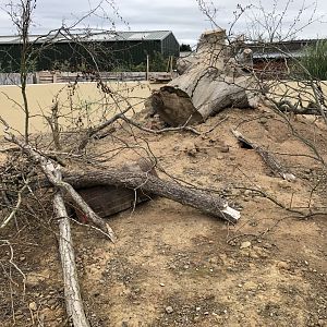 Black-tailed Prairie Dog Enclosure at Northumberland Country Zoo (September 2021)