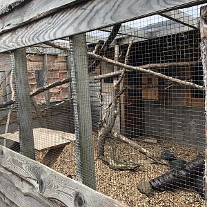 Prevost's Squirrel Enclosure at Northumberland Country Zoo (September 2021)