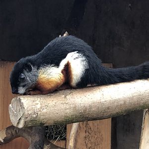 Prevost's Squirrel at Northumberland Country Zoo (September 2021)