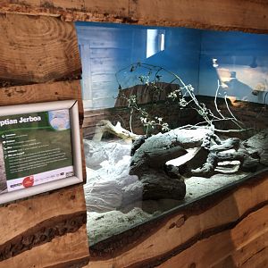 Greater Egyptian Jerboa Enclosure at Northumberland Country Zoo (September 2021)