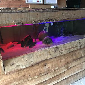 Axolotl Tank at Northumberland Country Zoo (September 2021)