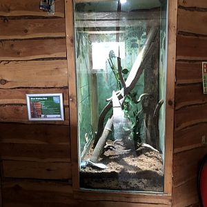 Giant Walkingstick Exhibit at Northumberland Country Zoo (September 2021)