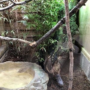 Chinese Water Dragon Vivarium at Northumberland Country Zoo (September 2021)