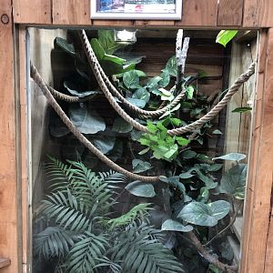 Panther Chameleon Vivarium at Northumberland Country Zoo (September 2021)