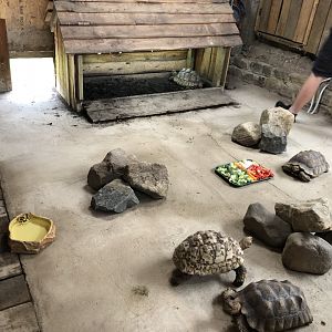 Tortoise Enclosure at Northumberland Country Zoo (September 2021)