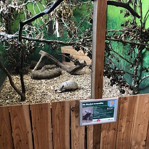 Six-banded Armadillo Enclosure at Northumberland Country Zoo (September 2021)