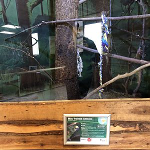 Blue-fronted Amazon Enclosure at Northumberland Country Zoo (September 2021)