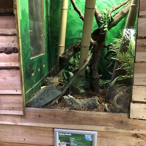 Tokay Gecko Vivarium at Northumberland Country Zoo (September 2021)