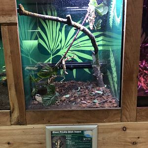 Giant Prickly Stick Insect Vivarium at Northumberland Country Zoo (September 2021)