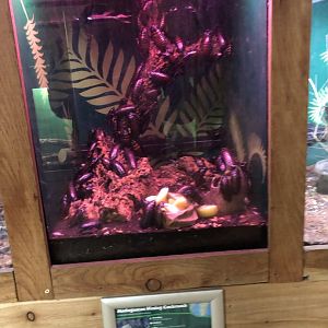 Madagascan Hissing Cockroach Vivarium at Northumberland Country Zoo (September 2021)